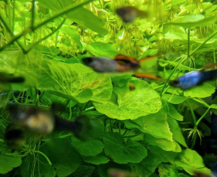 Braziliaanse klimop- aquariumplant, Dieren en Toebehoren, Vissen | Aquaria en Toebehoren, Nieuw, Plant(en), Steen of Hout, Ophalen