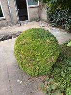 Buxus bol - Gratis af te halen, Tuin en Terras, Planten | Struiken en Hagen, Ophalen, Buxus