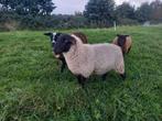Ooi te koop, Dieren en Toebehoren, Schapen, Geiten en Varkens, Vrouwelijk, Schaap