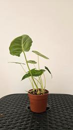 Alocasia Frydek - Groene Kamerplant, Ophalen, Overige soorten, Halfschaduw, In pot