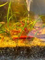 Cherry Shrimps (Neocaridina), Kreeft, Krab of Garnaal, Zoetwatervis