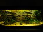 aquarium merk: Juwel 180L Duolux, Dieren en Toebehoren, Vissen | Aquaria en Toebehoren, Gebruikt, Ophalen, Leeg aquarium