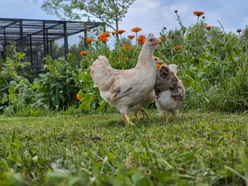 Laatste 4 wyandotte kriel zalm beschikbaar voor biedingen