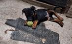 Rottweiler pups - mogen het nest verlaten!, Overige rassen, 8 tot 15 weken, Meerdere, Meerdere dieren