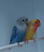 Agapornis, Dieren en Toebehoren, Meerdere dieren, Dwergpapegaai of Agapornis