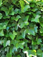 Hedera Klimop - Groene klimplant, Ophalen, Vaste plant, Bloeit niet, Halfschaduw