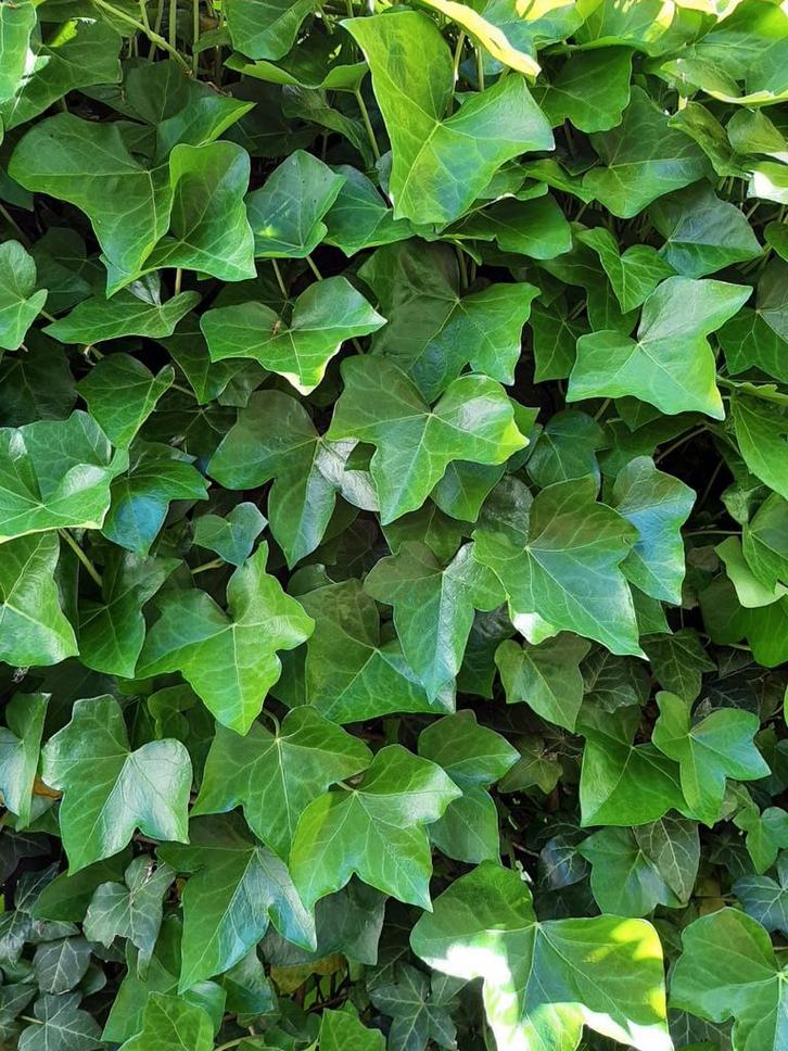 Hedera Klimop - Groene klimplant, Tuin en Terras, Planten | Tuinplanten, Vaste plant, Klimplanten, Halfschaduw, Bloeit niet, Ophalen