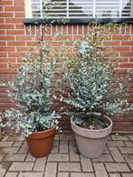 Oleander op stam 165cm - diverse oleanders etc, Tuin en Terras, Planten | Bomen, Ophalen, Zomer, Volle zon, Olijfboom