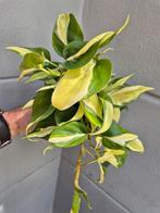 Philodendron Cream Splash p12, Huis en Inrichting, Kamerplanten, Ophalen of Verzenden, Overige soorten, Minder dan 100 cm