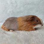 Super lieve jonge cavia's beschikbaar, Cavia, Juni, Mannelijk, Tam