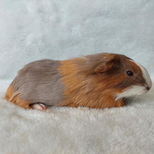 Super lieve jonge cavia's beschikbaar, Dieren en Toebehoren, Knaagdieren, Mannelijk, Cavia, Juni, Tam