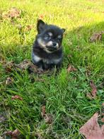 Pomchi pups, pomeriaan/dwergkees/chihuahua puppy, Overige rassen, 8 tot 15 weken, Meerdere, Meerdere dieren