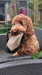 Labradoodle dekreu (Australian bloedlijn), Particulier, Meerdere, 1 tot 2 jaar, Reu