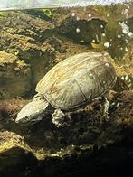 2 muskus schildpadden, Schildpad, 3 tot 6 jaar