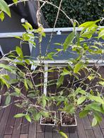 2 bamboe planten excl pot, ongv 1,5m hoog, Groene kamerplant, Ophalen, Overige soorten, 100 tot 150 cm