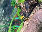 Phyllobates bicolor nakweek te koop., Dieren en Toebehoren, Reptielen en Amfibieën, Hagedis, 0 tot 2 jaar
