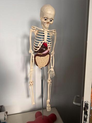 Anatomisch Model Menselijk Lichaam beschikbaar voor biedingen