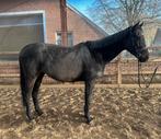 Lieve bijna 5-jarige grote E-pony ca. 1.56m, Dieren en Toebehoren, Pony's, Merrie, Zadelmak, 3 tot 6 jaar
