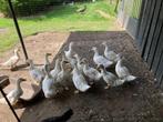Pekingeenden, Dieren en Toebehoren, Geslacht onbekend, Eend