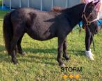 Shetlander, Dieren en Toebehoren, Pony's, Ruin, Niet van toepassing, 0 tot 2 jaar, A pony (tot 1.17m)