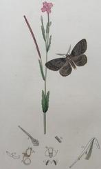 Antieke vlinder prent nr 1, Ophalen of Verzenden
