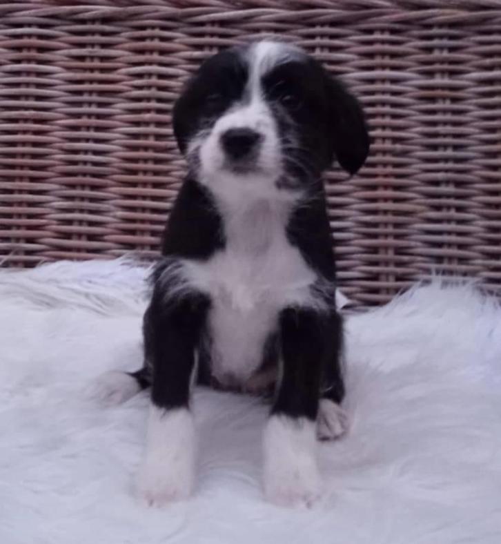 Maltezer kruising pups, Dieren en Toebehoren, Honden | Chihuahua's en Gezelschapshonden, Meerdere dieren, Maltezer, Particulier