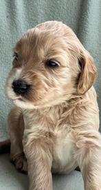 Australian labradoodle pups medium blond, zwart, Dieren en Toebehoren, Honden | Niet-rashonden, Rabiës (hondsdolheid), Meerdere