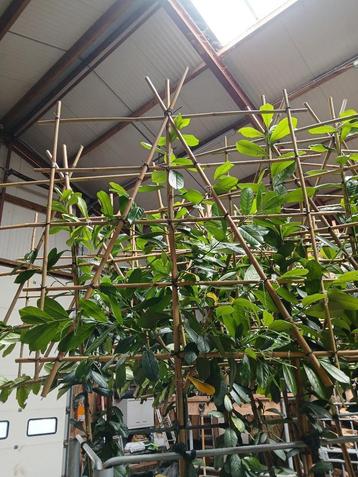 laurier prunus novita beschikbaar voor biedingen