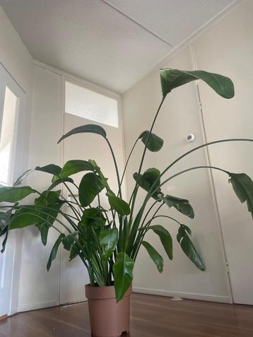 Grote (xl) Strelitzia Nicolai (Paradijsvogelplant) beschikbaar voor biedingen