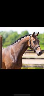 Goed bewegende 3 jarige merrie te koop, Dieren en Toebehoren, Paarden en Pony's | Dekhengsten en Fokmerries, Merrie