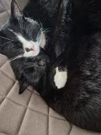 Opzoek naar een maatje., Dieren en Toebehoren, Katten en Kittens | Overige Katten, Kater