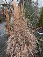 Hoog Siergras, Ophalen, Volle zon, Vaste plant, Siergrassen