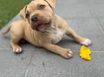 Pocket bully pup of champs (teefje), België, Particulier, Overige rassen, 8 tot 15 weken