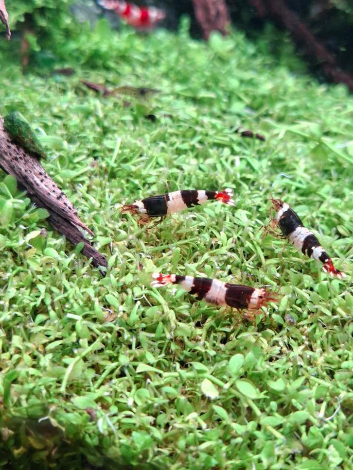 Crystal black garnalen, Dieren en Toebehoren, Vissen | Aquariumvissen