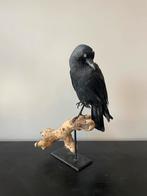 Opgezette kauw - vogel - taxidermie, Ophalen of Verzenden, Zo goed als nieuw, Vogel, Opgezet dier