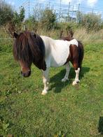 Shetlanders te koop, Dieren en Toebehoren, Pony's, Merrie, A pony (tot 1.17m), Onbeleerd, Recreatiepony