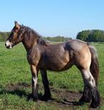 super braaf trekpaard met veel rasadel en houding, Merrie, 0 tot 2 jaar