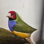 Koppel goulds, Meerdere dieren, Tropenvogel, Geringd