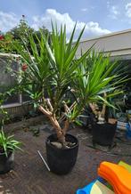 Palmboom yucca, Tuin en Terras, Planten | Bomen, Ophalen of Verzenden, 100 tot 250 cm, Zomer, Palmboom