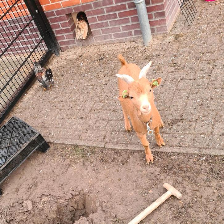 Lief dwergbokje te koop of te huur, Dieren en Toebehoren, Schapen, Geiten en Varkens, Geit, Mannelijk, 0 tot 2 jaar