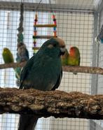 kakariki, Dieren en Toebehoren, Vogels | Parkieten en Papegaaien, Meerdere dieren, Parkiet