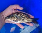 2x ghost spiegelkarper, Dieren en Toebehoren, Karper of Koi