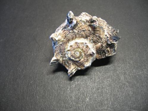 Schelpen: Angaria delphinus  Linnaeus, 1758., Verzamelen, Mineralen en Fossielen, Schelp(en), Ophalen of Verzenden