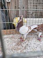 Koppel italiaanse meeuwen, Dieren en Toebehoren, Meerdere dieren, Overige soorten