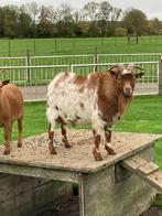 Te koop Camel stippel dwergbok, Dieren en Toebehoren, Schapen, Geiten en Varkens, Mannelijk, Geit, 0 tot 2 jaar