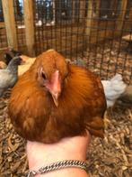 Plymouth rock kriel kippen | Jong volwassen | Passend advies, Vrouwelijk, Kip