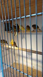Raza Espagnola en Harlekijn kanaries, Dieren en Toebehoren, Meerdere dieren, Kleurkanarie
