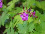 Rots ooievaarsbek | Geranium Macrorrhizum | bio, Tuin en Terras, Planten | Tuinplanten, Ophalen, Bodembedekkers, Vaste plant, Halfschaduw