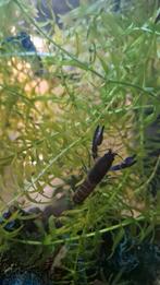 Cherax blue moon snakeskin kreeft, Dieren en Toebehoren, Vissen | Aquariumvissen, Kreeft, Krab of Garnaal, Zoetwatervis