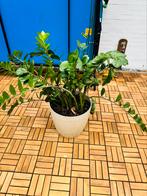 Zamioculcas zamiifolia large, Ophalen, Overige soorten, Volle zon